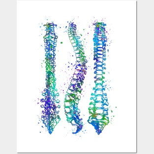 Human Spine Colorful Anatomy Artwork Posters and Art